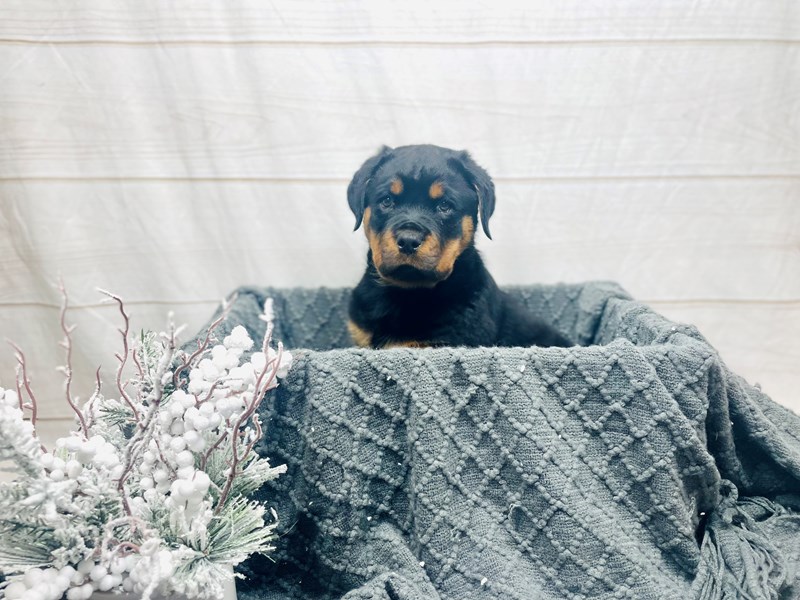 Rottweiler-Male-Black and Rust-3517798-The Barking Boutique