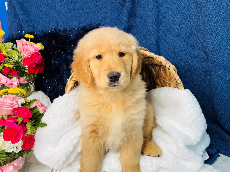 Golden Retriever-DOG-Female-Cream-3533106-The Barking Boutique