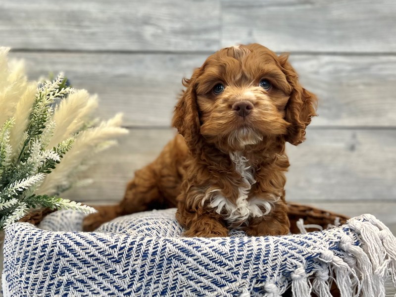 Cockapoo-Male-Rd & Wht-3530249-The Barking Boutique