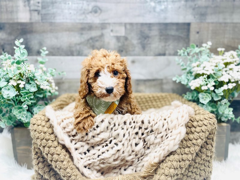 F1b Cavapoo-Male--3529258-The Barking Boutique