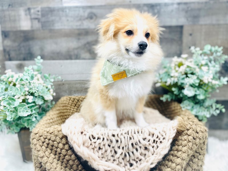 Pomeranian-Male-Brown-3453885-The Barking Boutique