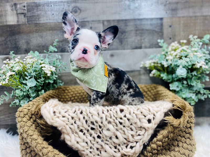 Frenchton-Male-Merle-3550785-The Barking Boutique