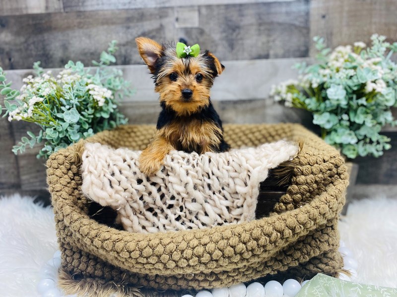 Yorkshire Terrier-Female-Black and Tan-3548292-The Barking Boutique