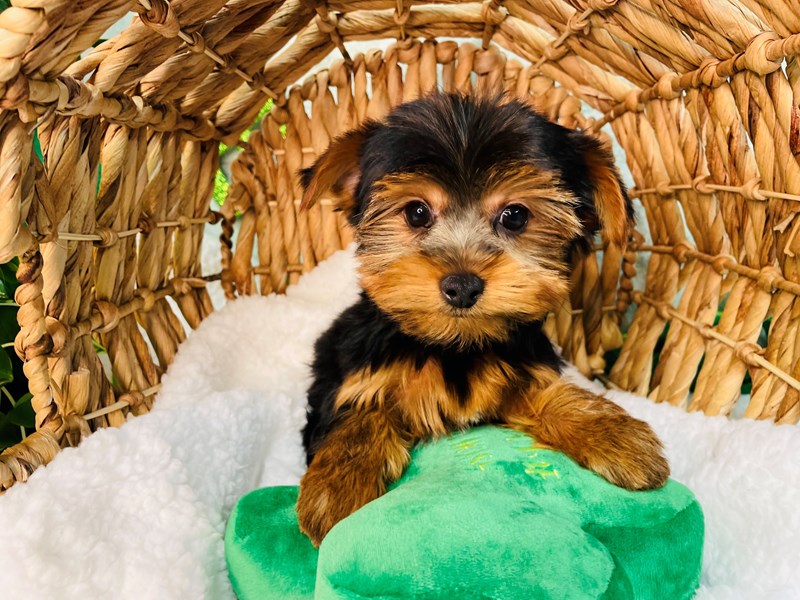 Yorkshire Terrier-Female-Black &Tan-3551127-The Barking Boutique