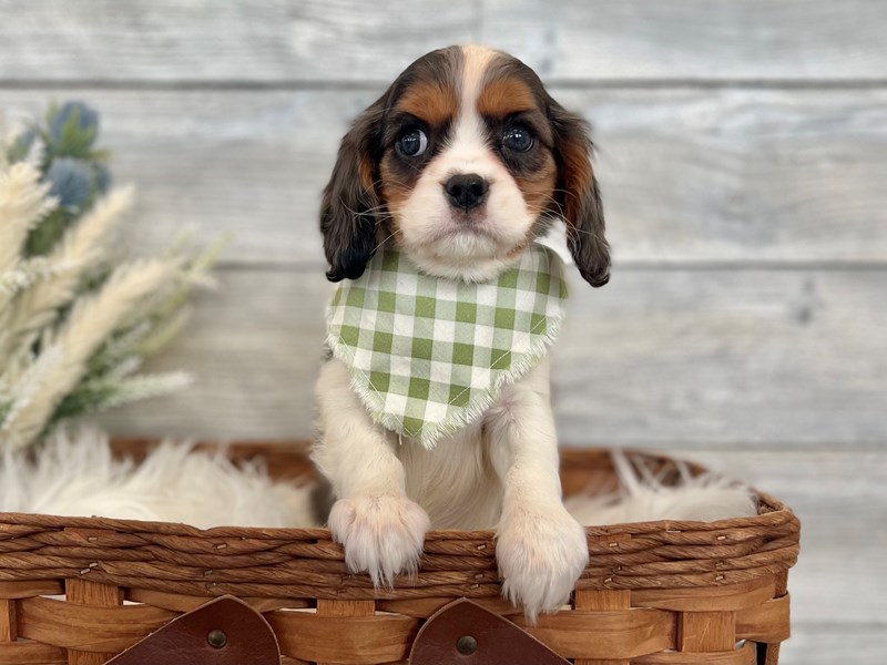 Cavalier King Charles Spaniel-Male-Blue Merle White / Tan-3554309-The Barking Boutique
