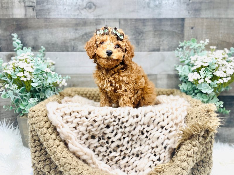 Poodle-Female-Red-3522369-The Barking Boutique