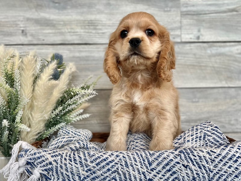 Cocker Spaniel-Male-Bf-3538025-The Barking Boutique