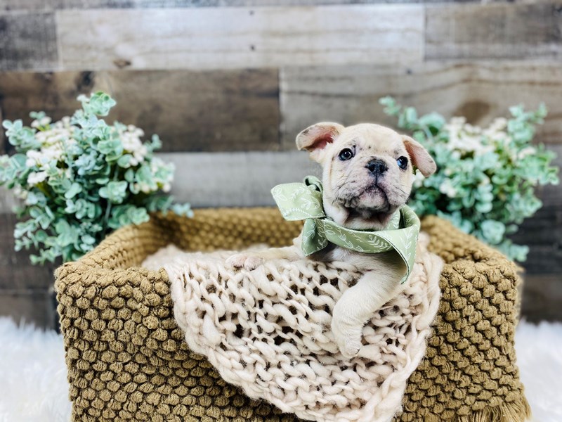 French Bulldog-Male-Fawn Merle-3560666-The Barking Boutique