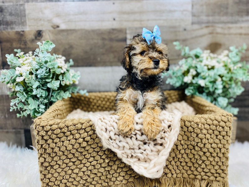 Yorkipoo-Female-Black and Tan-3560162-The Barking Boutique