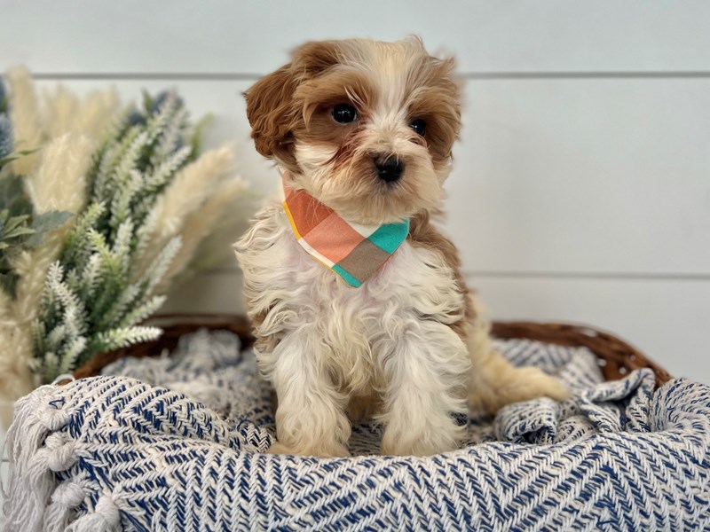 Cavapoo-Male-Red & Wht-3582592-The Barking Boutique