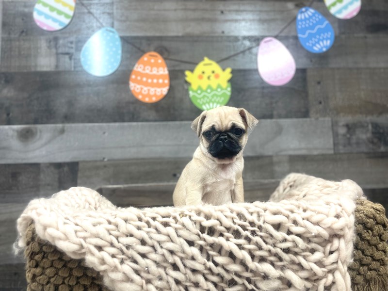 Pug-Female-Fawn-3586553-The Barking Boutique