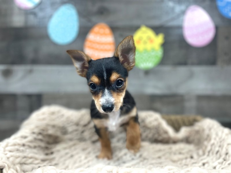 Chorkie-Male-Black and Tan-3582067-The Barking Boutique