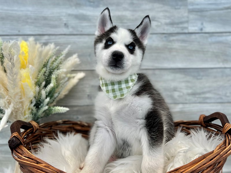 Siberian Husky-Male-Black / White-3590481-The Barking Boutique