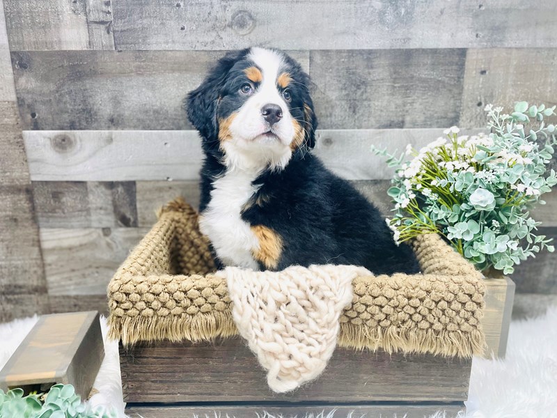 Bernese Mountain Dog-Female-Black and Tan-3582033-The Barking Boutique