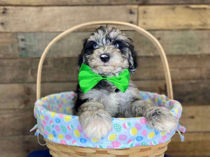 Schnoodle-Male-Blue Merle / White-3597022-The Barking Boutique