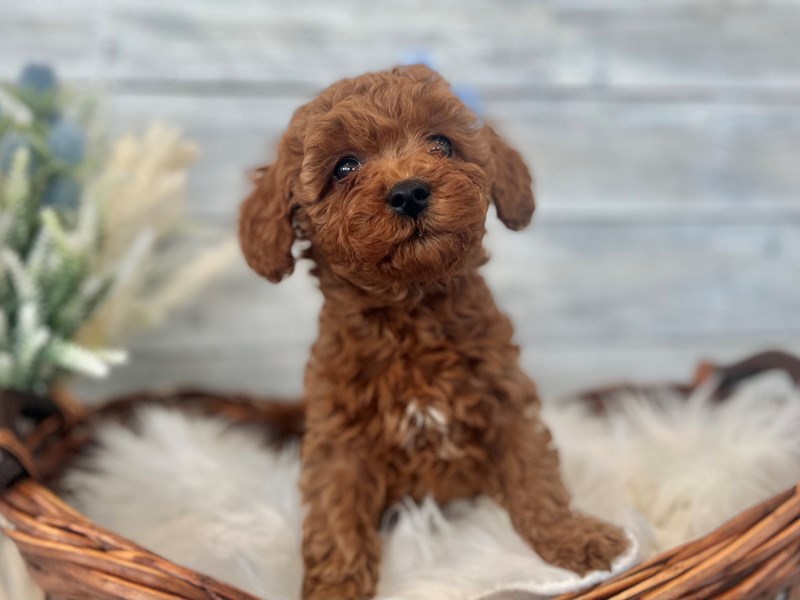 Cavapoo-Female-Red-3601258-The Barking Boutique