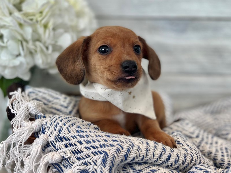 Chiweenie-Male-Brown-3611288-The Barking Boutique
