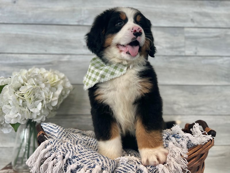 Bernese Mountain Dog-Male-Black Rust / White-3611286-The Barking Boutique