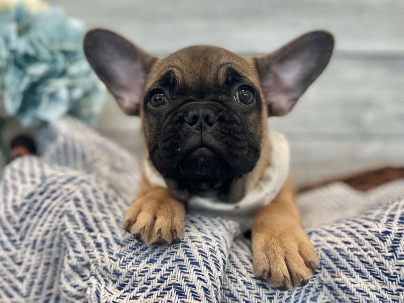 French Bulldog-Male-Black / Fawn-3617472-The Barking Boutique
