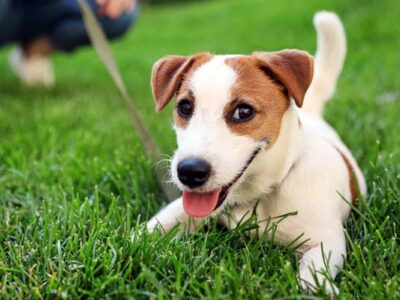 Keep Your Dog Safe Healthy Spring Buffalo, NY Puppy Adoption