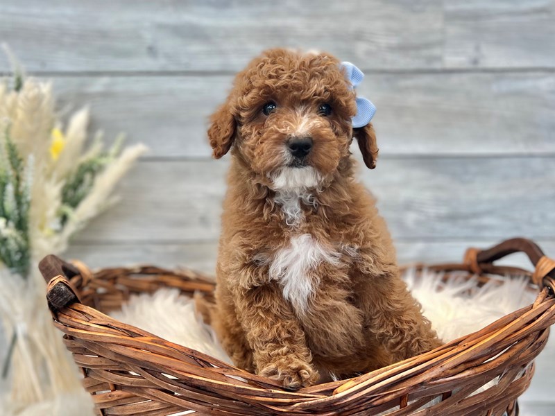 F1B micro mini Goldendoodle-Female-Red-3593288-The Barking Boutique
