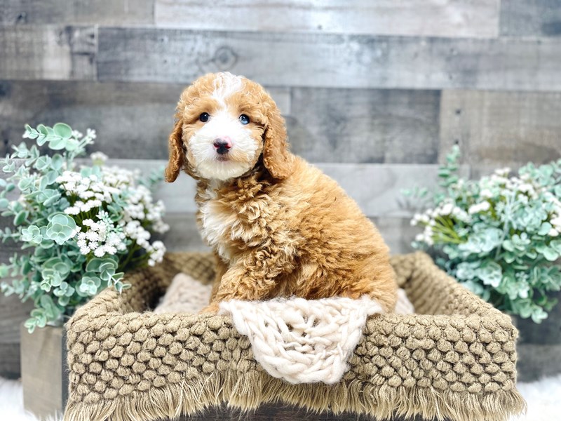 Mini Goldendoodle-Female-Red-3613018-The Barking Boutique