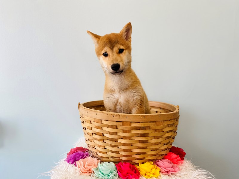 Shiba Inu-Female-Red-3586560-The Barking Boutique