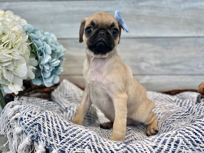 Pug-Female-Fawn-3627227-The Barking Boutique