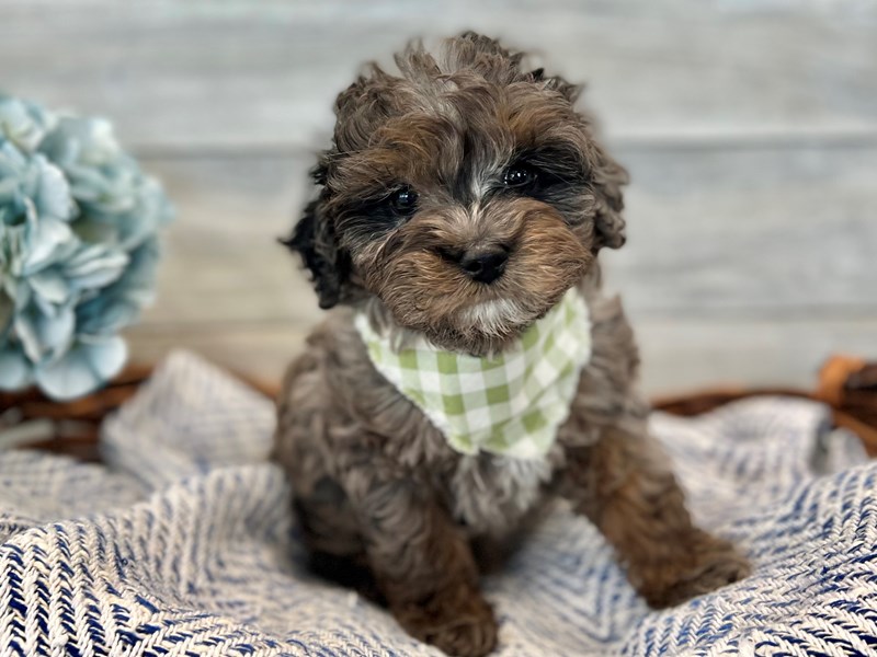Cavapoo-Male-Blue Merle-3627241-The Barking Boutique