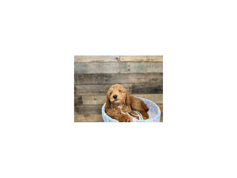 Miniature Goldendoodle-Female--3613684-The Barking Boutique