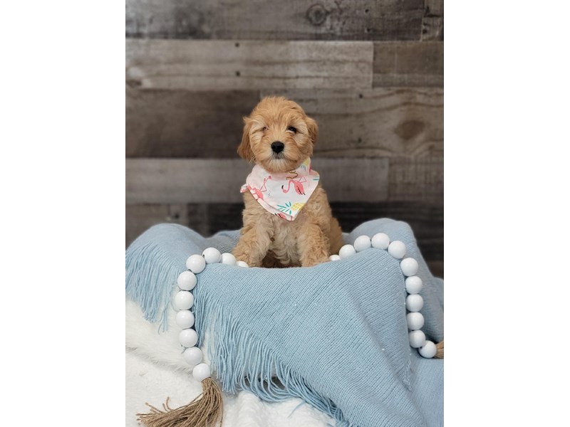 F1B Mini Goldendoodle-Female-Red-3634104-The Barking Boutique