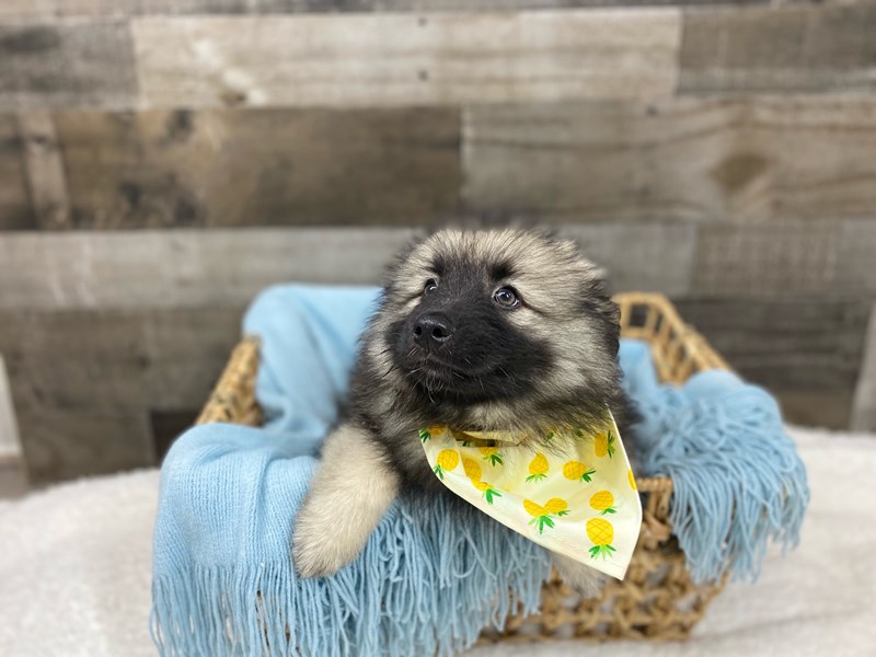 Keeshond-Female-Black / Silver-3637401-The Barking Boutique