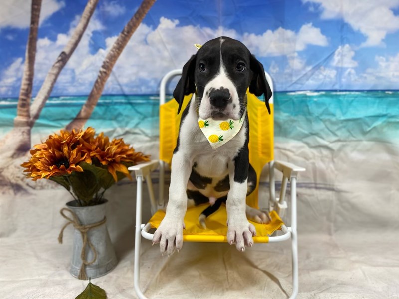 Great Dane-Male--3641468-The Barking Boutique