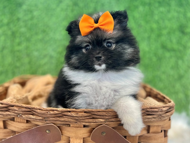 Pomeranian-Female-Black / White-3646474-The Barking Boutique