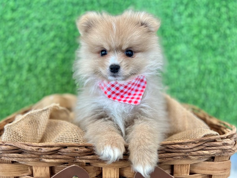 Pomeranian-Male-Fawn Sable-3651675-The Barking Boutique