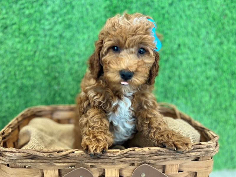 Goldendoodle Mini 2nd Gen-Female-Red-3664765-The Barking Boutique