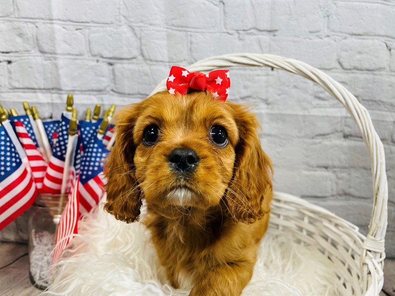 Cavalier King Charles Spaniel-Female--3662270-The Barking Boutique