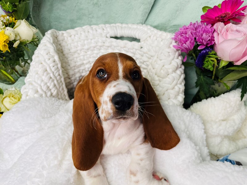 Basset Hound-Female-Red / White-3607397-The Barking Boutique