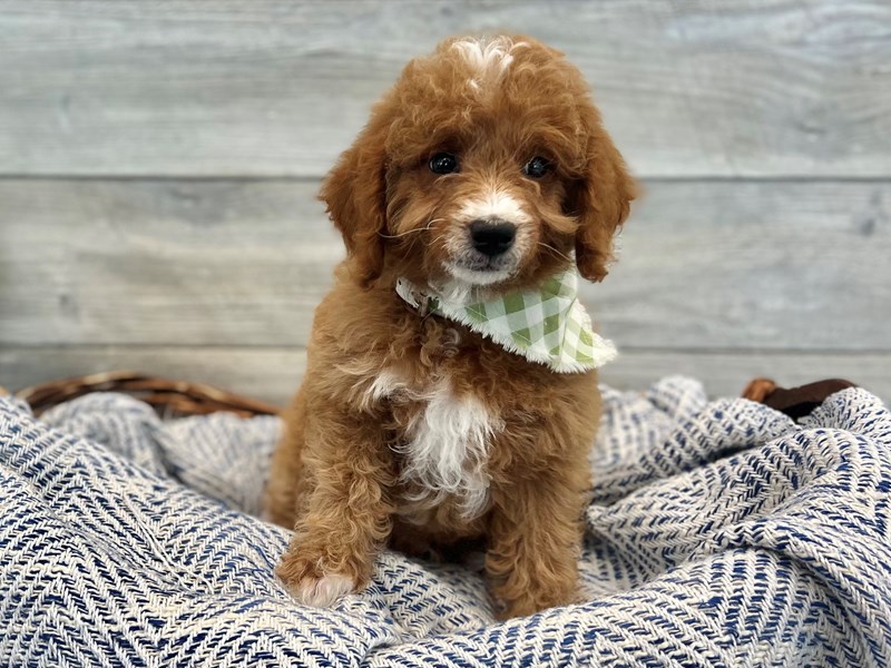 Goldendoodle Mini-Male-Red-3617248-The Barking Boutique
