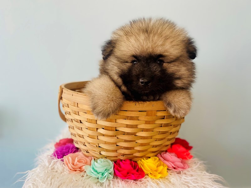 Keeshond-Male-Tawny-3627231-The Barking Boutique