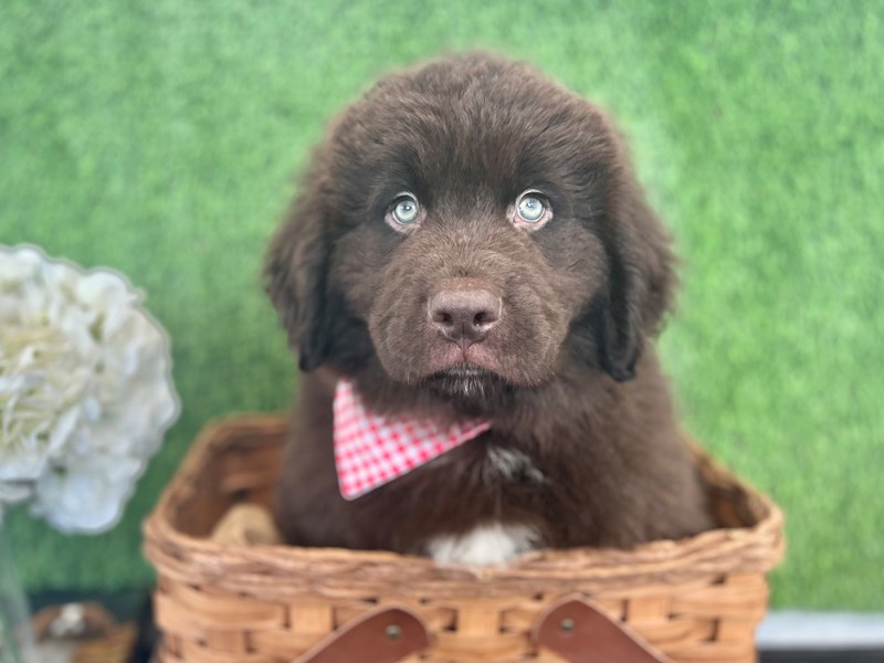 Newfoundland-Male-Chocolate-3633640-The Barking Boutique