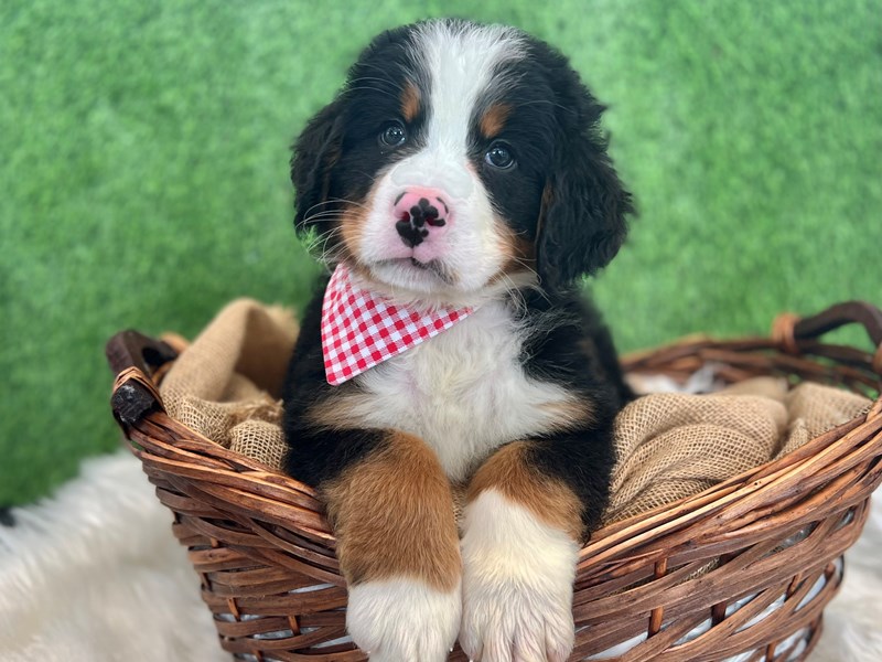Bernese Mountain Dog-Male-Black Rust / White-3641471-The Barking Boutique
