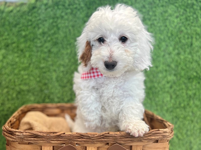 Goldendoodle Mini 2nd Gen-Male-White-3664766-The Barking Boutique