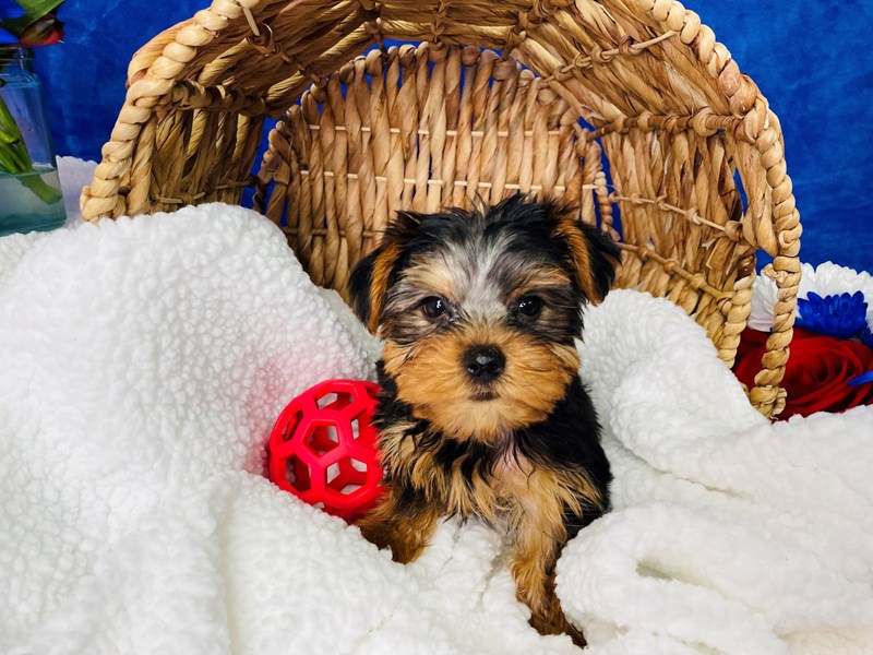 Yorkshire Terrier-Male-Black / Tan-3669562-The Barking Boutique