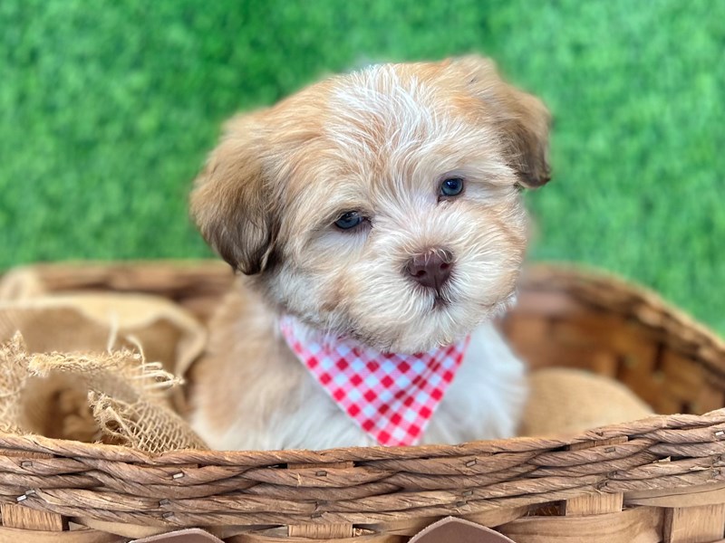 Havanese-Male-Tan / White-3674517-The Barking Boutique