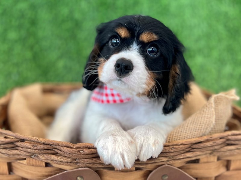 Cavalier King Charles Spaniel-Male-Tri-Colored-3679526-The Barking Boutique