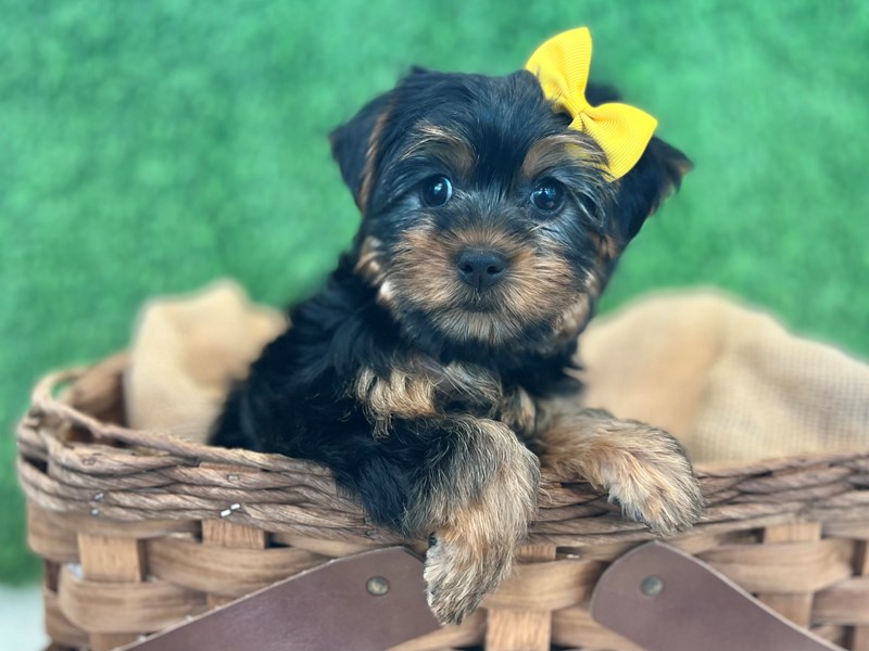 Yorkshire Terrier – Pipa