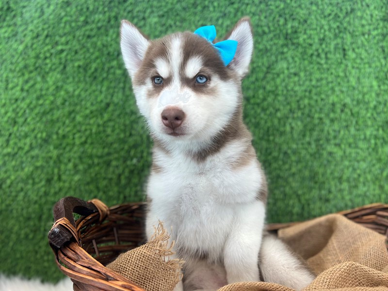Siberian Husky-Female-Red / White-3684514-The Barking Boutique