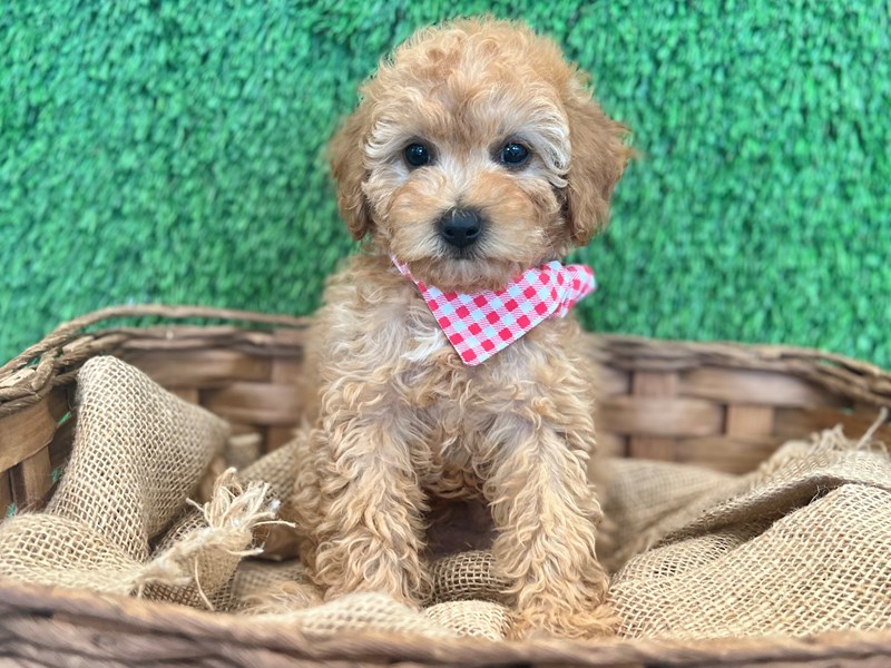 F1b Cavapoo-Male-rd-3689854-The Barking Boutique