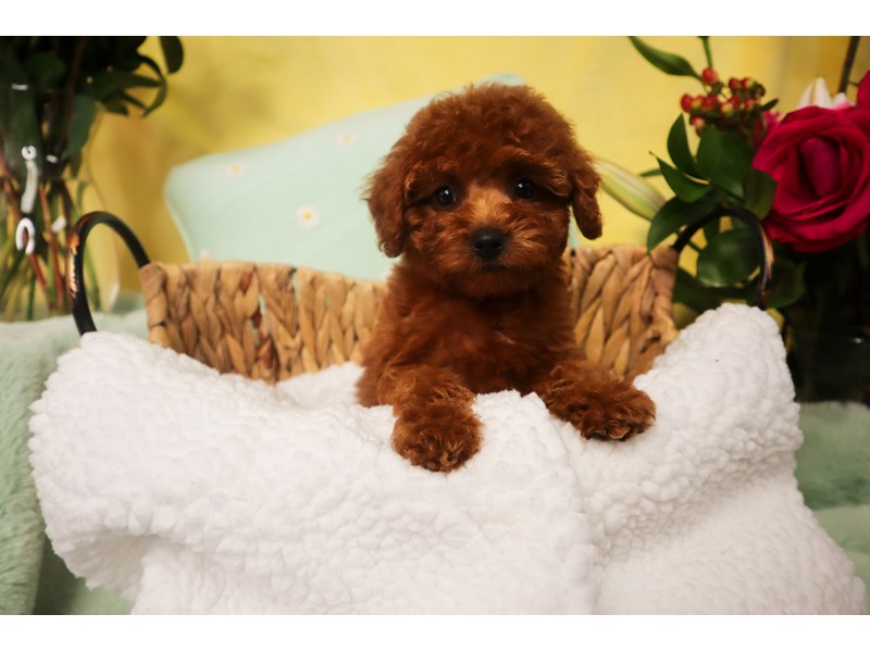 F1b Cavapoo-Female-Red-3690698-The Barking Boutique